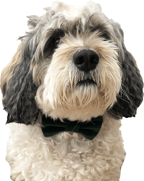 Dog wearing a black bow