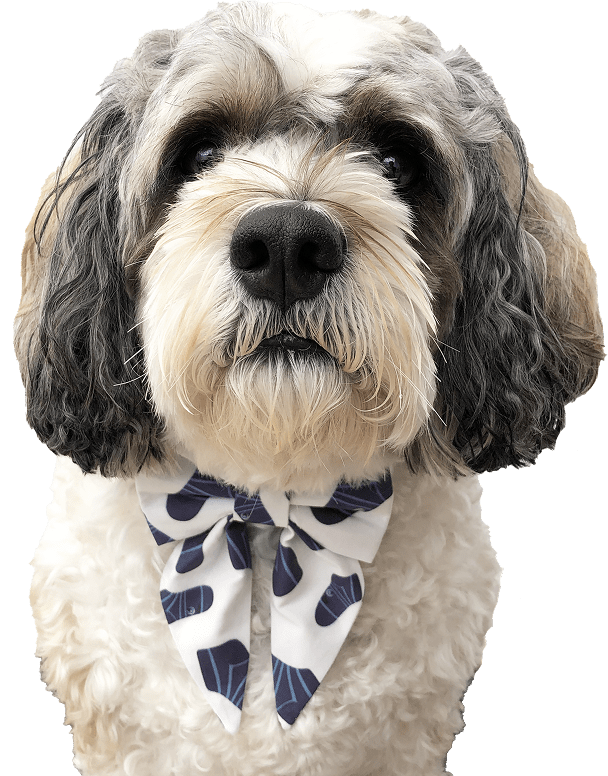 Dog wearing a purple sock sailor bow