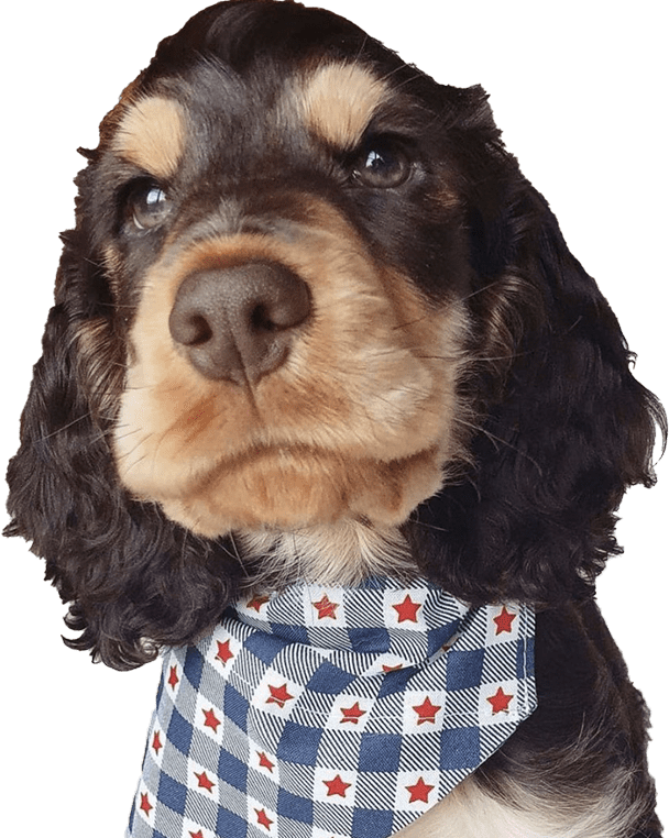 Dog wearing a star bandana