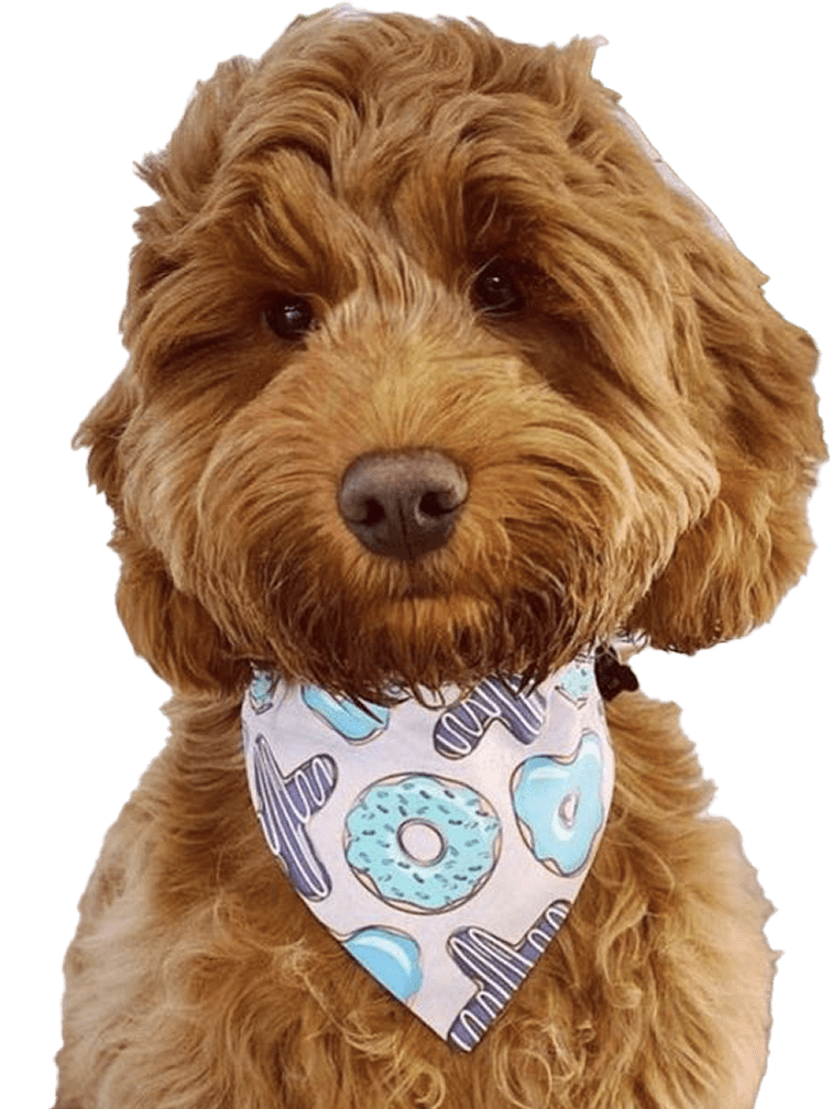 Dog wearing a Valentines bandana