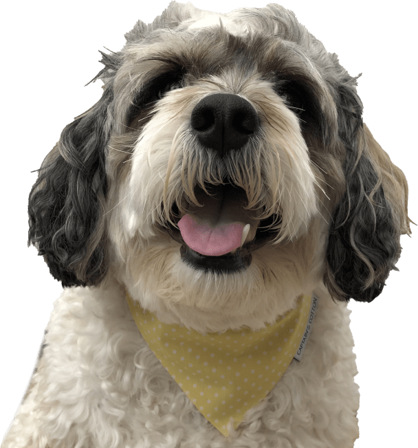 Dog wearing a yellow with white polka dots bandana